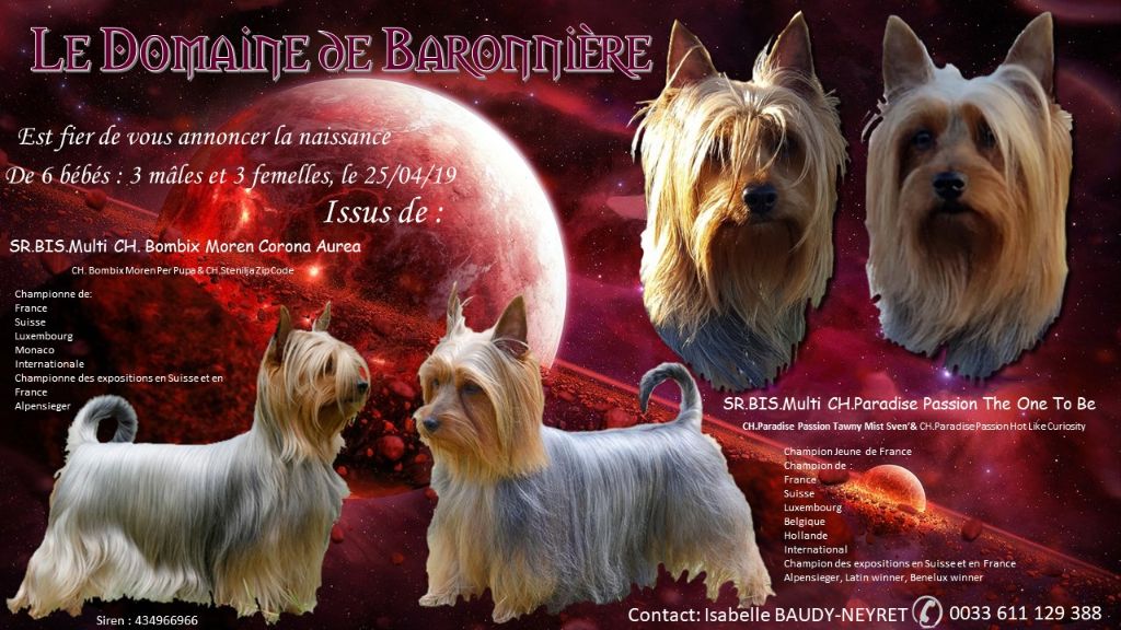 du domaine de Baronniere - Australian Silky Terrier - Portée née le 25/04/2019