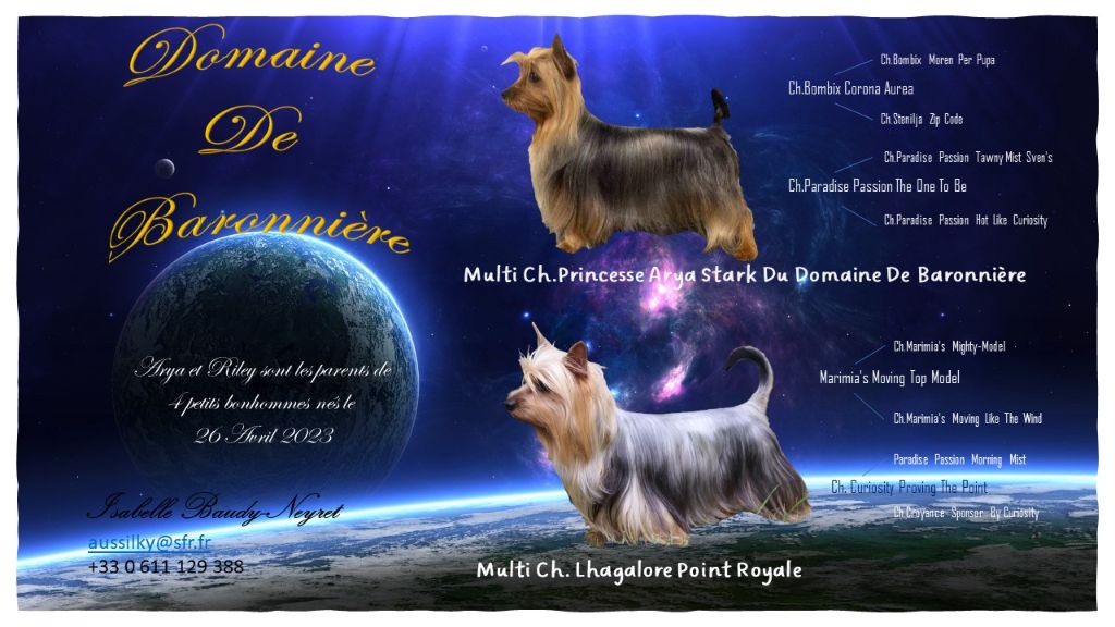 chiot Australian Silky Terrier du domaine de Baronniere