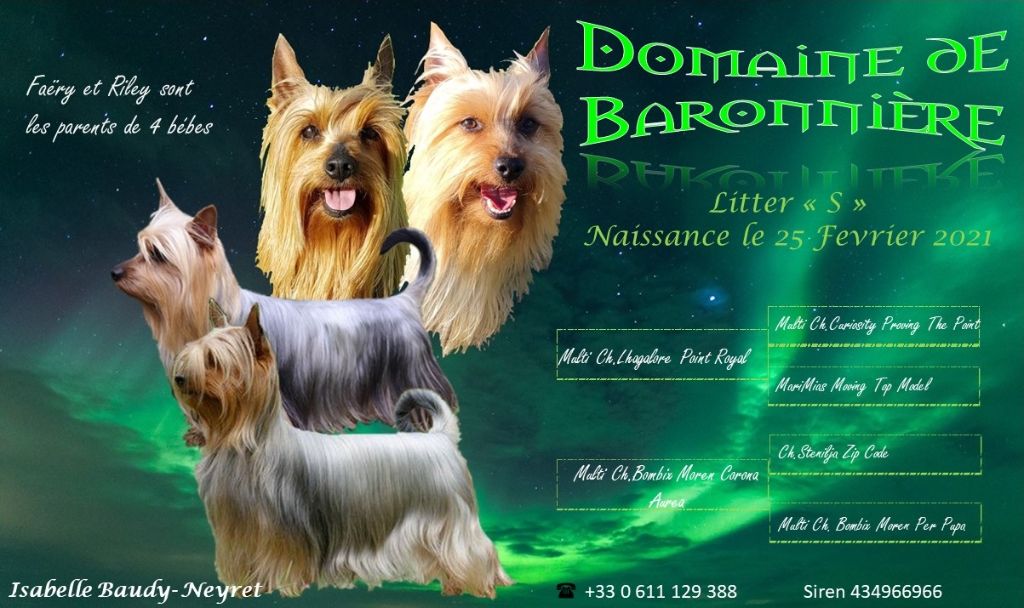 du domaine de Baronniere - Australian Silky Terrier - Portée née le 25/02/2021