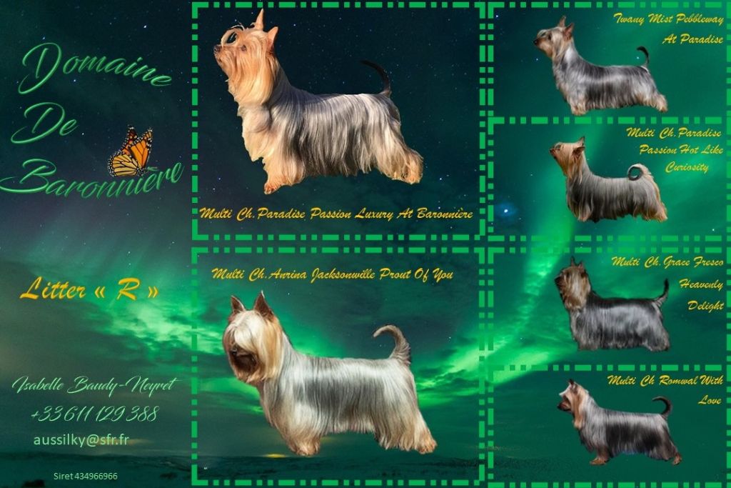 du domaine de Baronniere - Australian Silky Terrier - Portée née le 13/02/2020