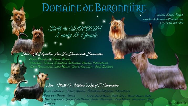 chiot Australian Silky Terrier du domaine de Baronniere