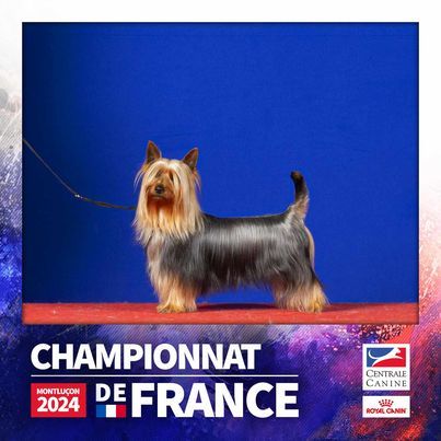 Skal meilleur de groupe à Chalon