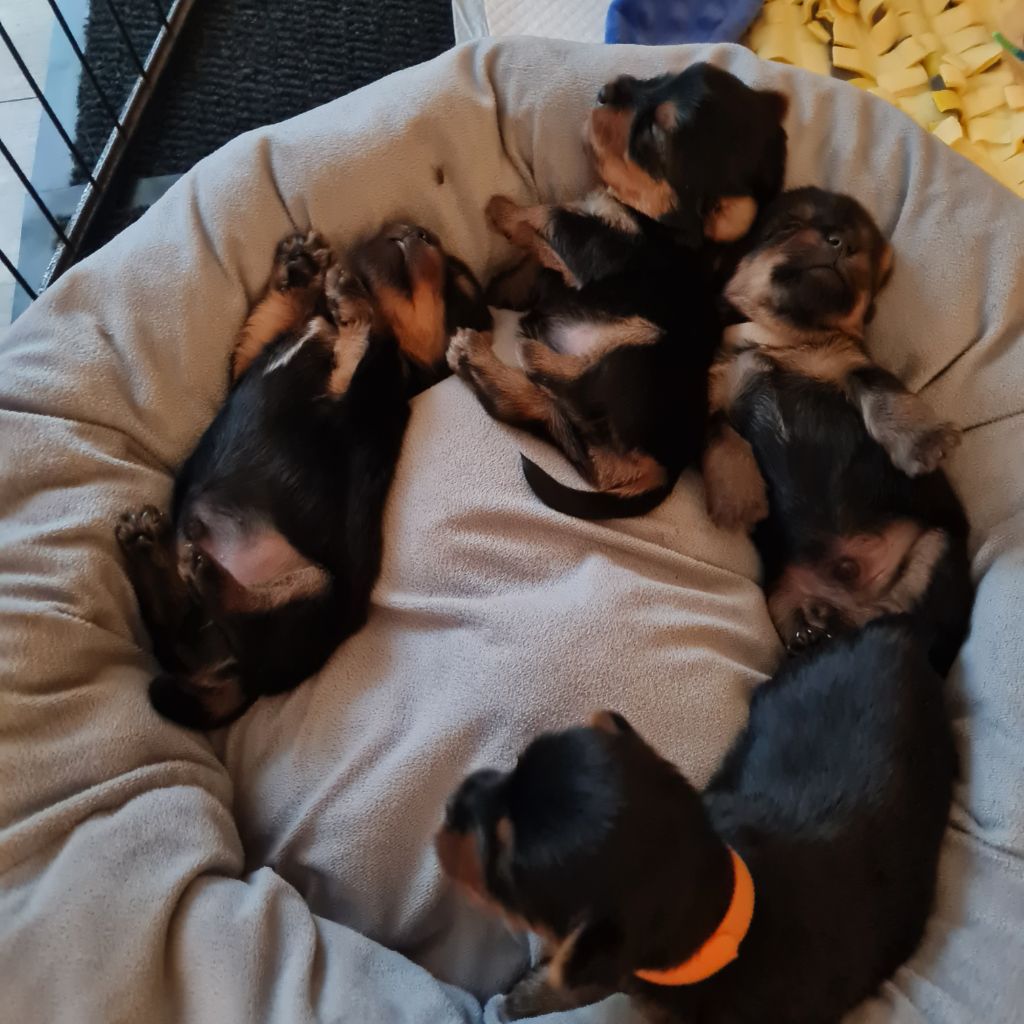 Chiot Silky-Terriers disponibles