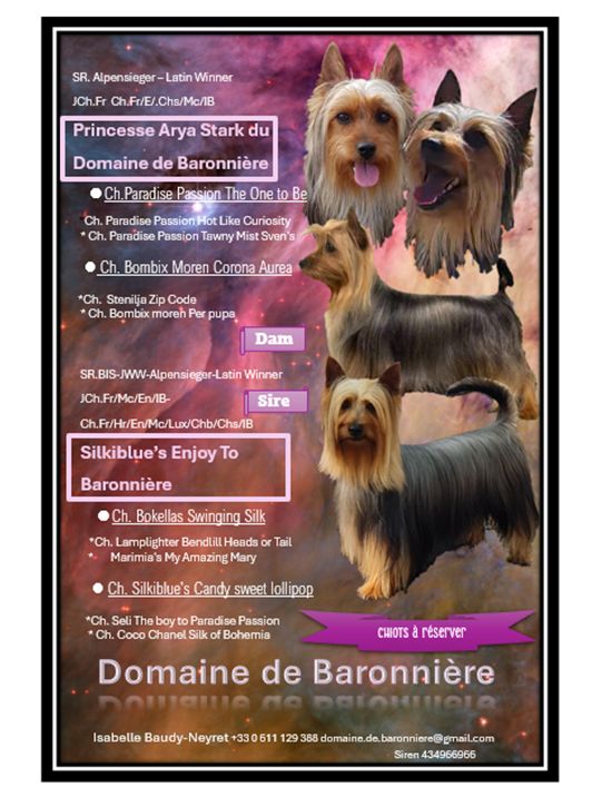 du domaine de Baronniere - Australian Silky Terrier - Portée née le 25/06/2025