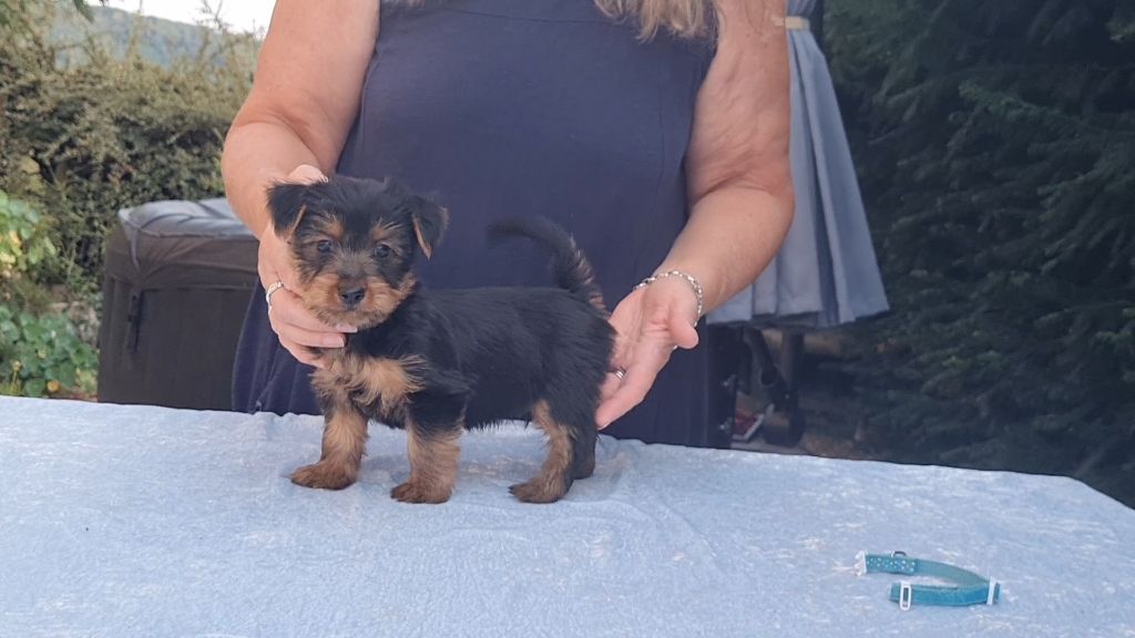du domaine de Baronniere - Chiots disponibles - Australian Silky Terrier