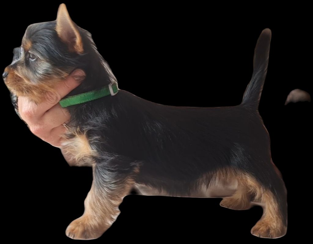du domaine de Baronniere - Chiots disponibles - Australian Silky Terrier