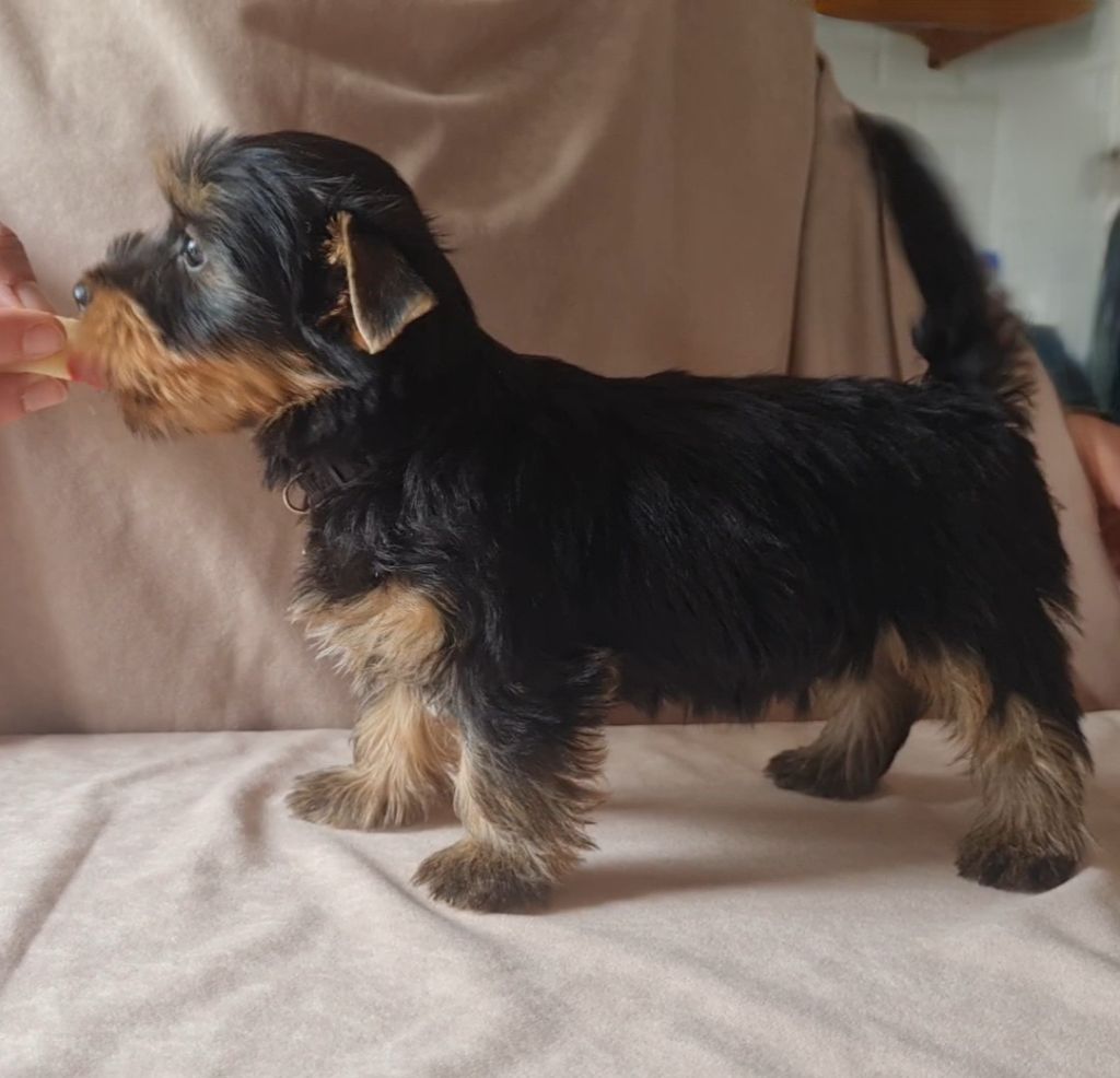 du domaine de Baronniere - Chiots disponibles - Australian Silky Terrier