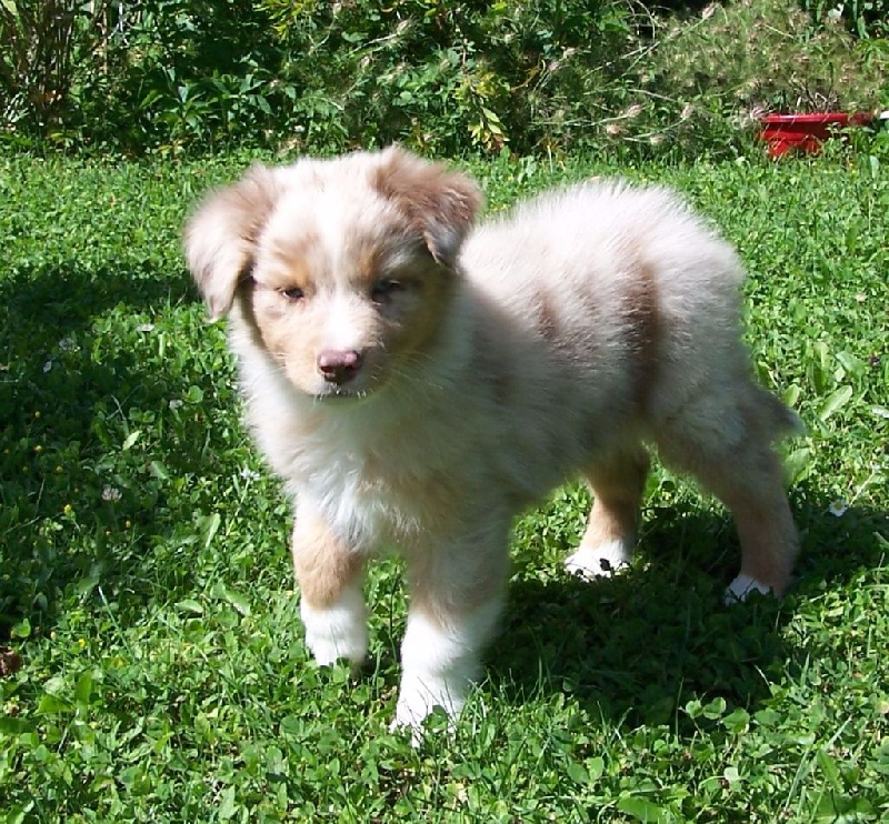 du domaine de Baronniere - Berger Australien - Portée née le 17/04/2015