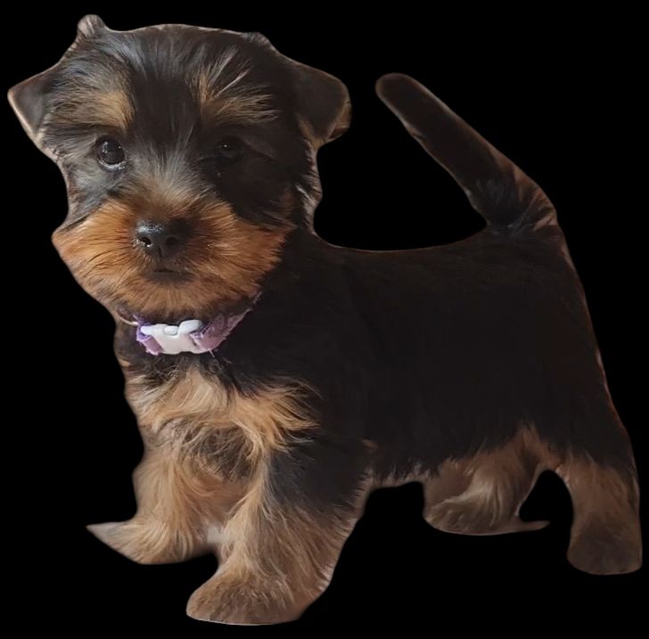 du domaine de Baronniere - Chiots disponibles - Australian Silky Terrier