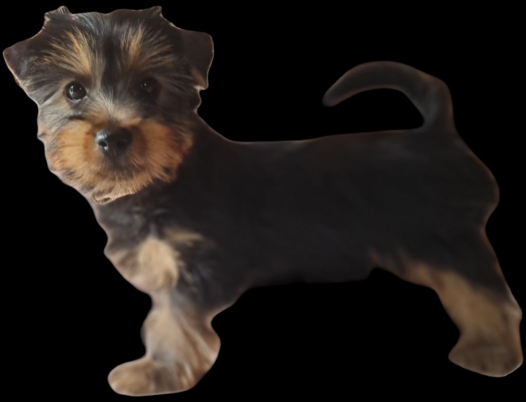 du domaine de Baronniere - Chiots disponibles - Australian Silky Terrier